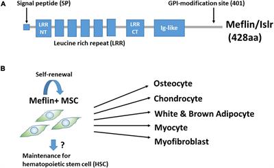 Roles of the Mesenchymal Stromal/Stem Cell Marker Meflin/Islr in Cancer Fibrosis